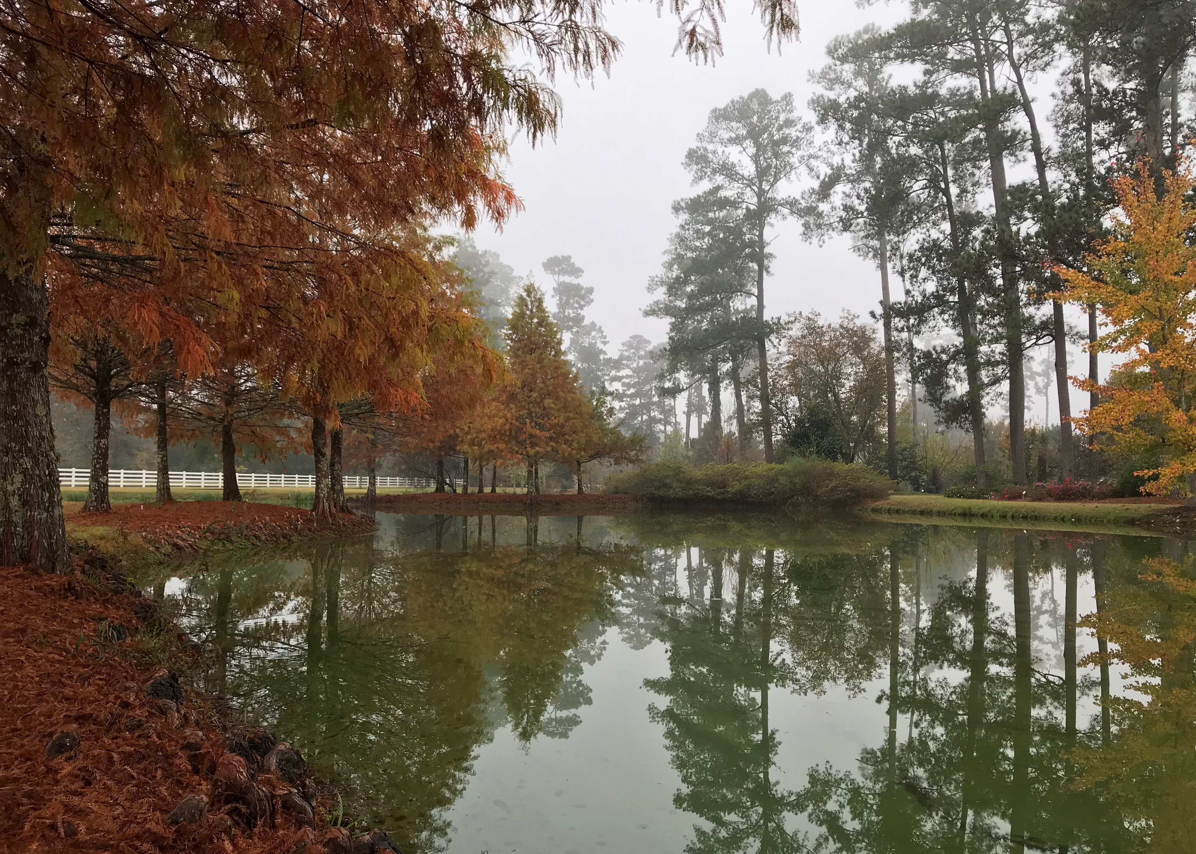 Bald cypress trees around pond.jpg thumbnail